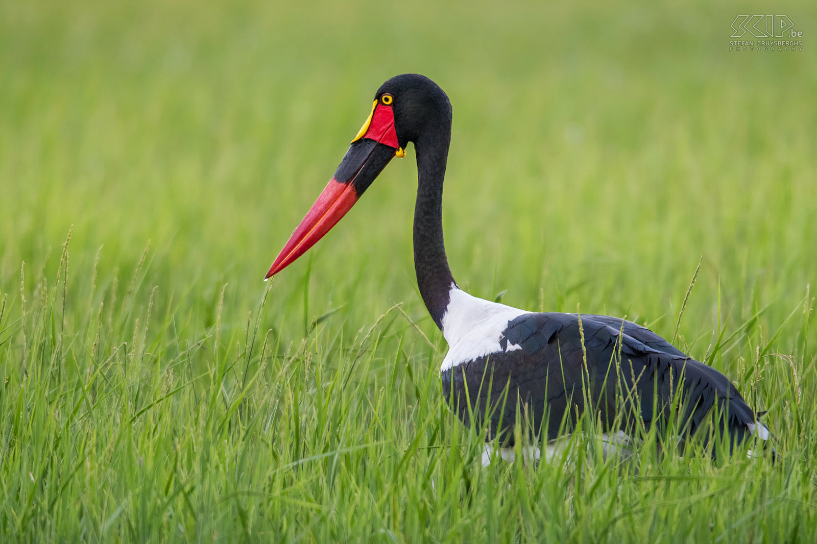 Lake Awassa - Saddle-billed stork A saddle-billed stork (Ephippiorhynchus senegalensis) is a beautiful and large stork with a massive bill that is red with a black band and a yellow frontal shield (the 'saddle').  Stefan Cruysberghs